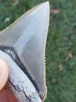 2.58 Lee Creek Aurora Chubutensis Megalodon Shark Tooth