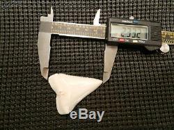 2 5/16 Gem Grade Modern Great White Shark Tooth Megalodon like Serration 6 pics