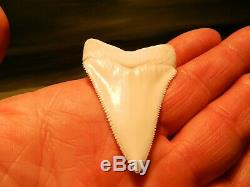 2 5/16 Gem Grade Modern Great White Shark Tooth Megalodon like Serration 6 pics