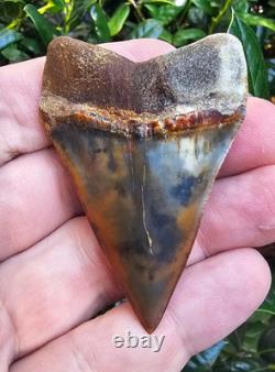 2.5 Peruvian Hubbelli shark tooth fossil transitional Great White not Megalodon