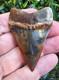 2.5 Peruvian Hubbelli Shark Tooth Fossil Transitional Great White Not Megalodon
