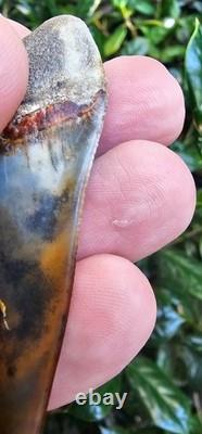 2.5 Peruvian Hubbelli shark tooth fossil transitional Great White not Megalodon