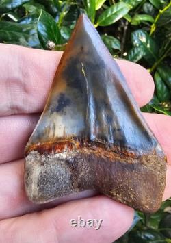 2.5 Peruvian Hubbelli shark tooth fossil transitional Great White not Megalodon