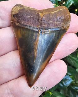 2.5 Peruvian Hubbelli shark tooth fossil transitional Great White not Megalodon