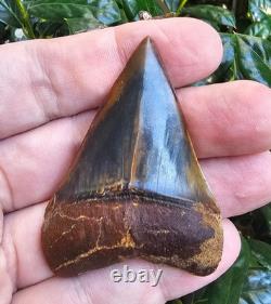2.5 Peruvian Hubbelli shark tooth fossil transitional Great White not Megalodon