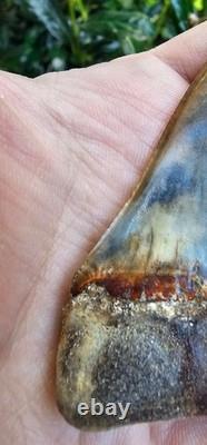 2.5 Peruvian Hubbelli shark tooth fossil transitional Great White not Megalodon