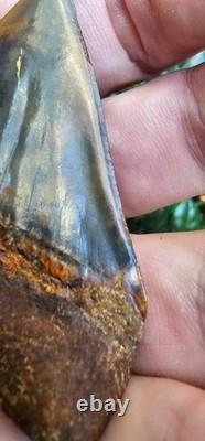 2.5 Peruvian Hubbelli shark tooth fossil transitional Great White not Megalodon