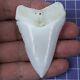 2.629'' Huge Modern Principle Great White Shark Tooth Megalodon Movie Fan Ht44