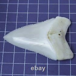 2.629'' Huge Modern Principle Great White Shark Tooth Megalodon Movie Fan HT44