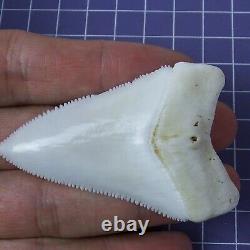 2.629'' Huge Modern Principle Great White Shark Tooth Megalodon Movie Fan HT44