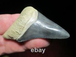 2-7/16 Inch MEGALODON SHARK Tooth Fossil Teeth FLORIDA BONE VALLEY BV