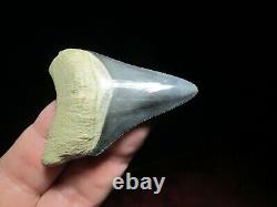 2-7/16 Inch MEGALODON SHARK Tooth Fossil Teeth FLORIDA BONE VALLEY BV