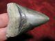 2-7/8 Inch Megalodon Shark Tooth Fossil Teeth Scuba Venice Florida
