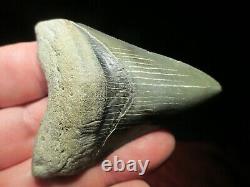 2-7/8 Inch MEGALODON SHARK Tooth Fossil Teeth SCUBA VENICE FLORIDA