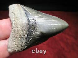 2-7/8 Inch MEGALODON SHARK Tooth Fossil Teeth SCUBA VENICE FLORIDA