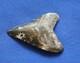 2 7/8 Inch Real Megalodon Shark Tooth Fossil Big Grade A Serrated Nice Meg