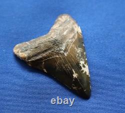 2 7/8 Inch Real Megalodon Shark Tooth Fossil Big Grade A Serrated Nice Meg