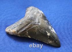 2 7/8 Inch Real Megalodon Shark Tooth Fossil Big Grade A Serrated Nice Meg