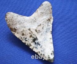 2 7/8 Inch Real Megalodon Shark Tooth Fossil Big Grade A Serrated Nice Meg