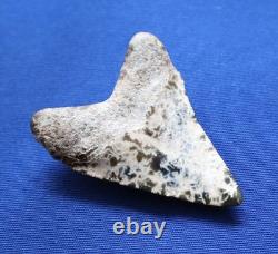2 7/8 Inch Real Megalodon Shark Tooth Fossil Big Grade A Serrated Nice Meg