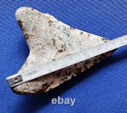 2 7/8 Inch Real Megalodon Shark Tooth Fossil Big Grade A Serrated Nice Meg