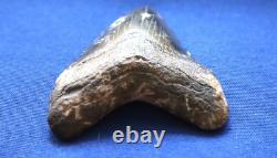 2 7/8 Inch Real Megalodon Shark Tooth Fossil Big Grade A Serrated Nice Meg