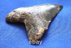 2 7/8 Inch Real Megalodon Shark Tooth Fossil Big Grade A Serrated Nice Meg