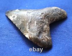 2 7/8 Inch Real Megalodon Shark Tooth Fossil Big Grade A Serrated Nice Meg