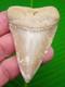 2.83 Monster Chilean Great White Shark Tooth Real Fossil Natural Chile
