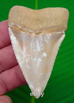 2.83 MONSTER Chilean GREAT WHITE Shark Tooth Real Fossil Natural Chile