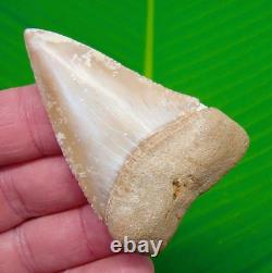 2.83 MONSTER Chilean GREAT WHITE Shark Tooth Real Fossil Natural Chile