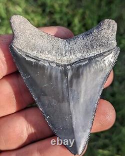 2.91 Bone Valley Megalodon Shark Tooth. #240