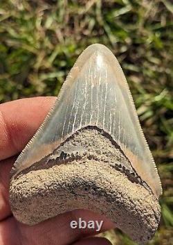 2.99 Bone Valley Megalodon Shark Tooth. #170