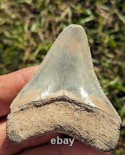 2.99 Bone Valley Megalodon Shark Tooth. #170