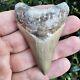 2.99 Lee Creek Megalodon Shark Tooth Fossil Not Cubutensis Mako Great White