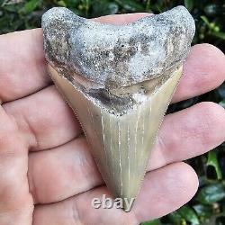 2.99 Lee Creek Megalodon Shark Tooth Fossil Not Cubutensis Mako Great White