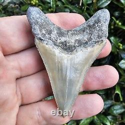 2.99 Lee Creek Megalodon Shark Tooth Fossil Not Cubutensis Mako Great White