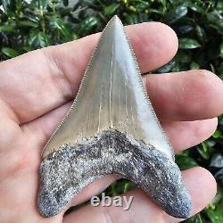 2.99 Lee Creek Megalodon Shark Tooth Fossil Not Cubutensis Mako Great White