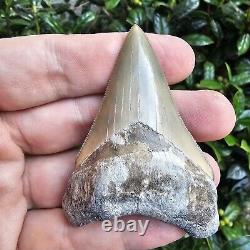 2.99 Lee Creek Megalodon Shark Tooth Fossil Not Cubutensis Mako Great White