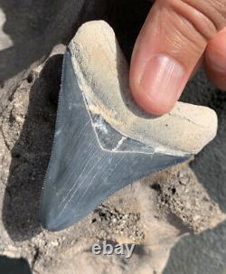 2.9 BLUE Bone Valley Megalodon Shark Tooth Very Sharp Serrations