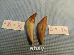 2 Basilosaurus Teeth Megalodon Shark Authentic Zeuglodon Both for 1 $