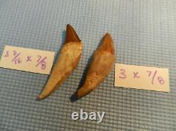 2 Basilosaurus Teeth Megalodon Shark Authentic Zeuglodon Both for 1 $