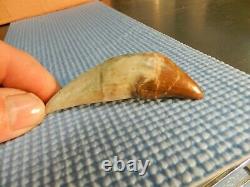 2 Basilosaurus Teeth Megalodon Shark Authentic Zeuglodon Both for 1 $