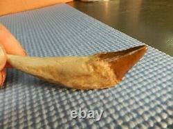 2 Basilosaurus Teeth Megalodon Shark Authentic Zeuglodon Both for 1 $