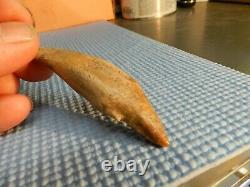 2 Basilosaurus Teeth Megalodon Shark Authentic Zeuglodon Both for 1 $