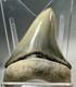 2 Inch Gem Bone Valley Colorful Megalodon Shark Tooth Fossil Florida Meg