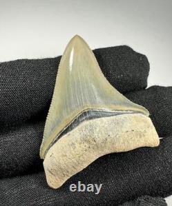 2 Inch Gem Bone Valley Colorful Megalodon Shark Tooth Fossil Florida Meg