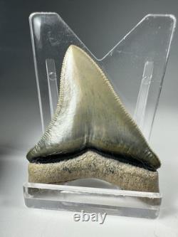 2 Inch Gem Bone Valley Colorful Megalodon Shark Tooth Fossil Florida Meg