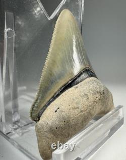 2 Inch Gem Bone Valley Colorful Megalodon Shark Tooth Fossil Florida Meg