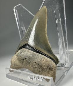 2 Inch Gem Bone Valley Colorful Megalodon Shark Tooth Fossil Florida Meg